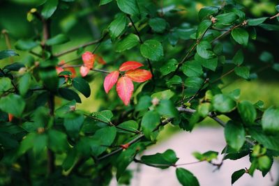 Close-up of red flowers blooming on tree