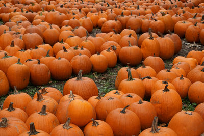 Full frame shot of pumpkins on field