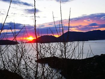 Silhouette bare trees against sky during sunset