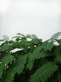 Close-up of fresh green leaves against sky