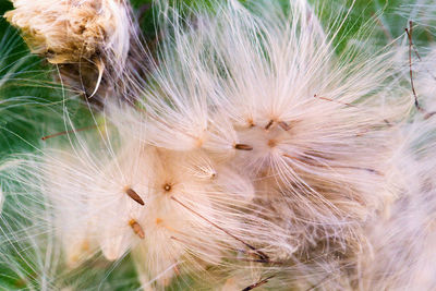 Close-up of flower