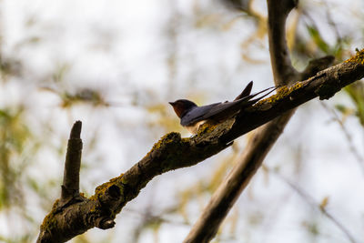 Low angle view of bird perching on branch