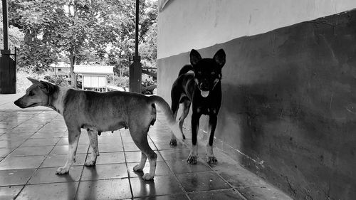 Dogs standing on tree