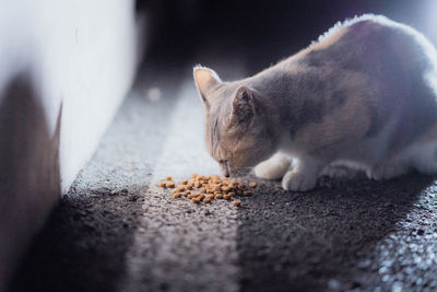 Close-up of cat resting on street