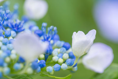 Close-up of purple flowering plant