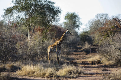 Side view of giraffe on landscape against clear sky