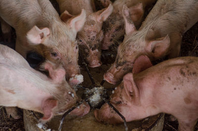 Piglets in the farm
