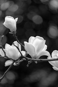 Close-up of white flowers