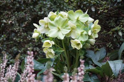 Close-up of flowers