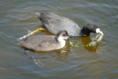 High angle view of ducks swimming in lake