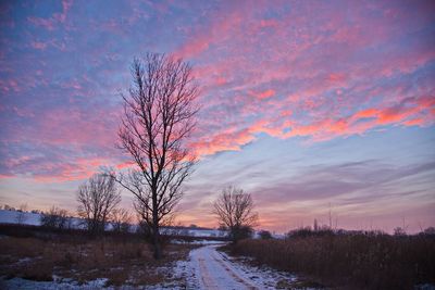 Bare trees on snow covered landscape against sky