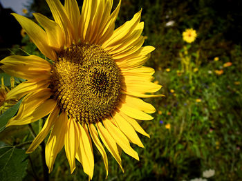 Close-up of sunflower on field