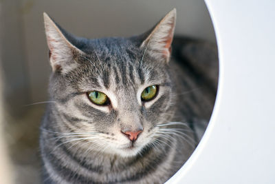 Close-up portrait of a cat