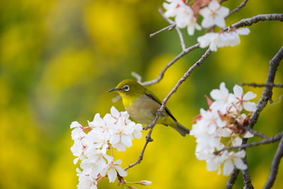 Close-up of bird perching on plant