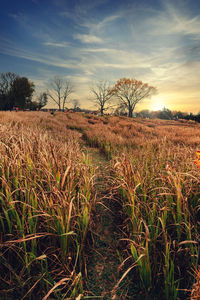 Scenic view of field against sky during sunset