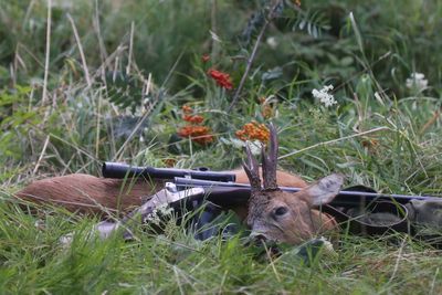 Deer in a field