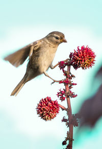 Close-up of a bird perching on flower