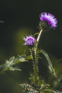 Close-up of purple thistle flower