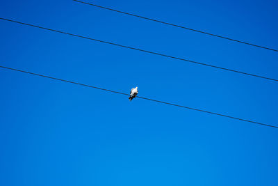 Pigeon rests on electric wires