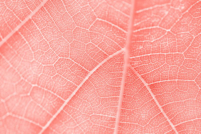 Macro shot of pink leaf