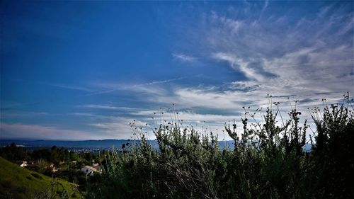 Plants growing on landscape against blue sky