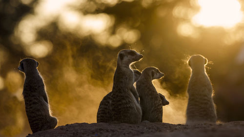 Meerkats family