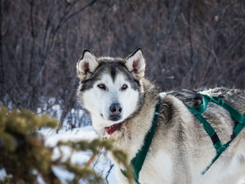 Dog on field during winter