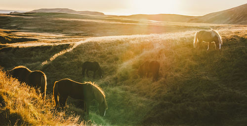 Horse grazing in a field