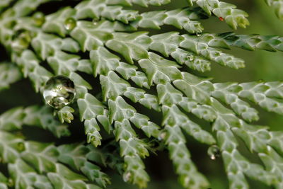 Close-up of fresh green leaves