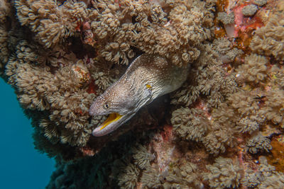 Close-up of fish swimming in sea