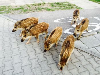 High angle view of wild boars on footpath