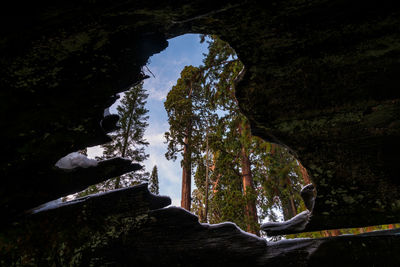 Low angle view of trees in forest agaisnt sky