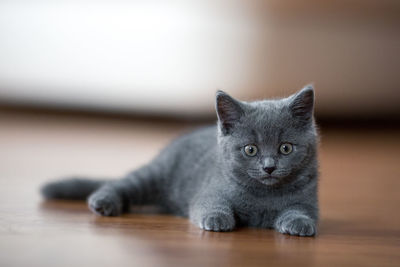 Portrait of cat on hardwood floor