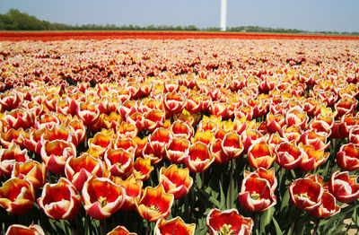 Close-up of red tulip flowers on field