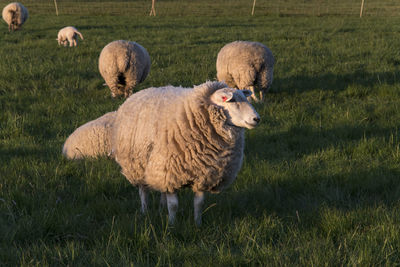 Sheep in a field