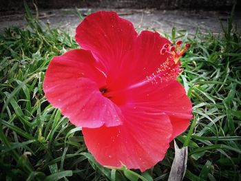 Close-up of wet red flower on field