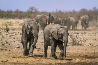 Elephants in a field