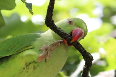 Close-up of parrot holding small branch