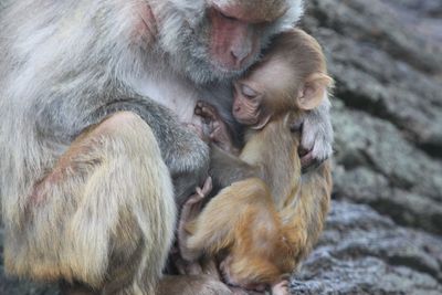 Close-up of monkey monkeys