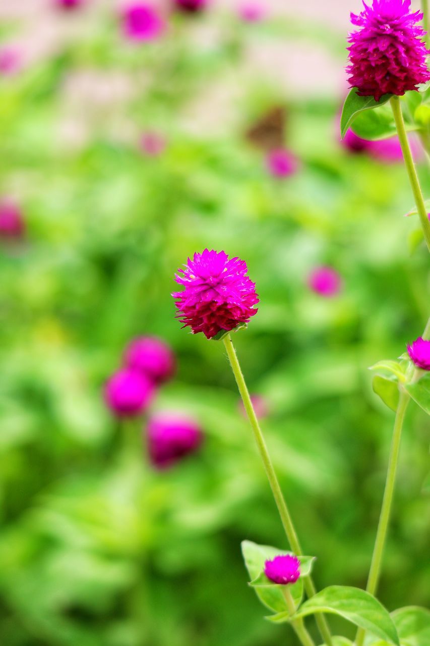 CLOSE-UP OF PINK FLOWERING PLANT