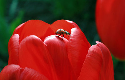 Close-up of ladybug on red flower