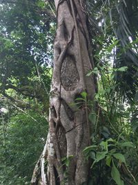 Low angle view of statue against trees