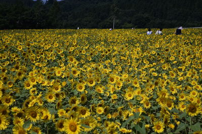 Scenic view of yellow flowering plants on field