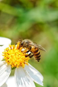 Close-up of bee pollinating on flower