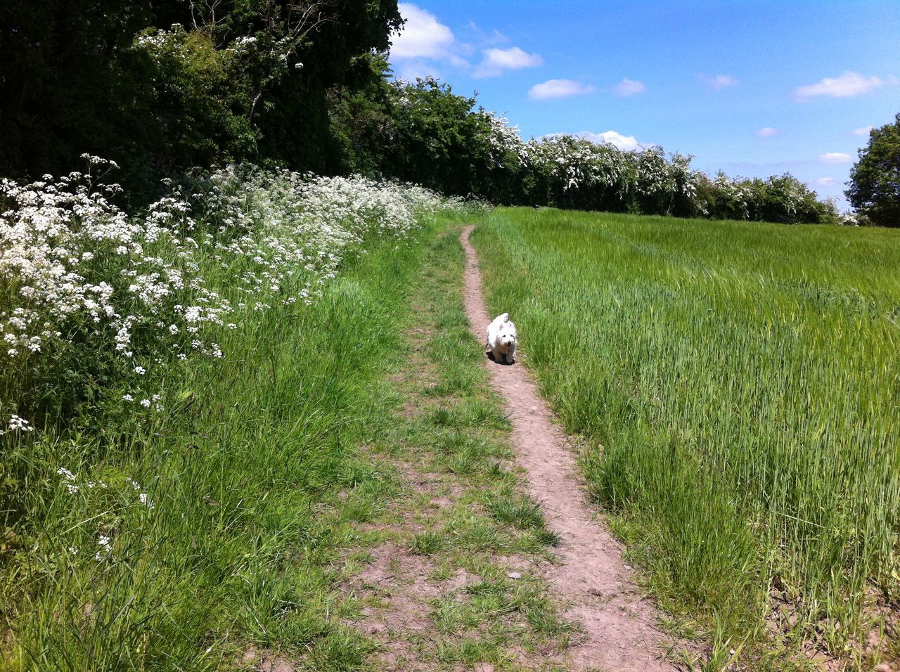 DOG WALKING ON FOOTPATH