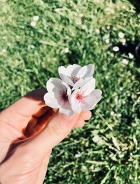 Close-up of hand holding flowering plant