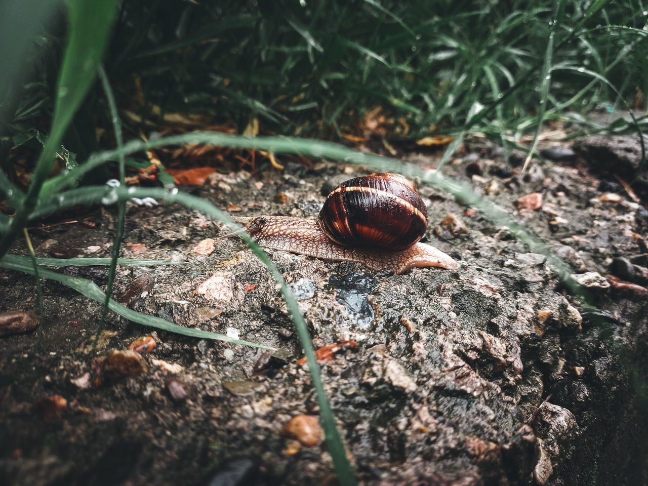 CLOSE-UP OF SNAIL ON FIELD