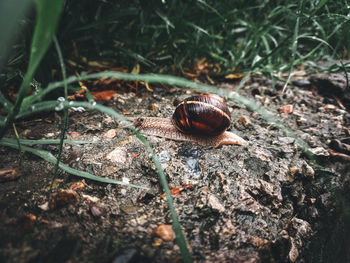 High angle view of snail on land