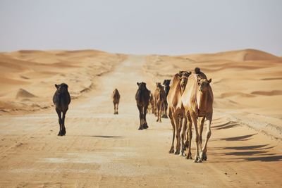 Herd of camels walking on sand road against sand dunes in desert landscape. 