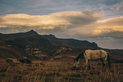 Horse grazing on landscape against cloudy sky during sunset